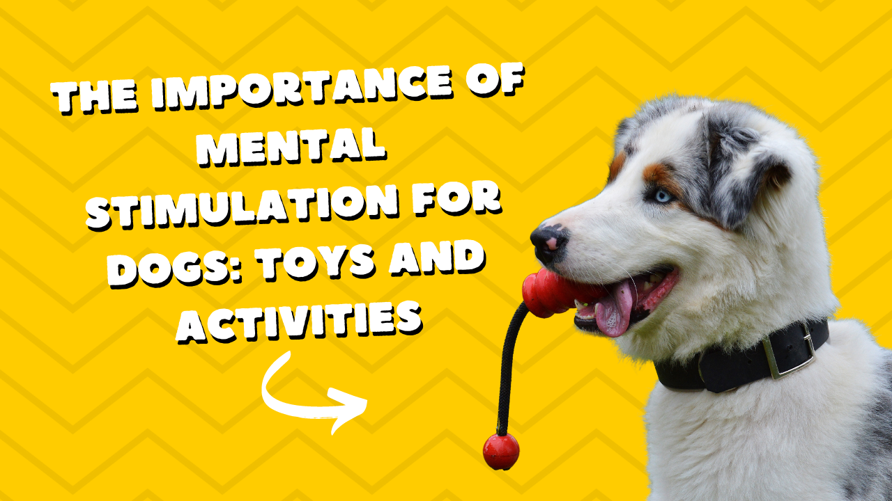 The Importance of Mental Stimulation for Dogs: Toys and Activities